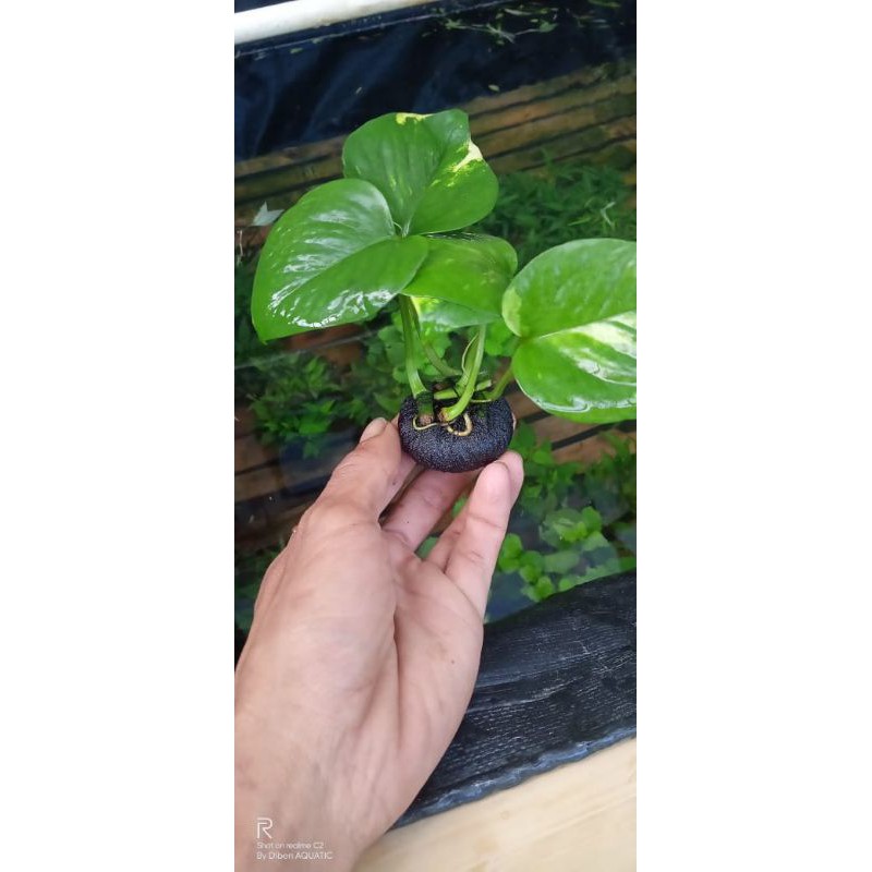 Srigading media wabikusa