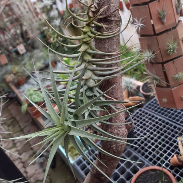 Tillandsia bergeri