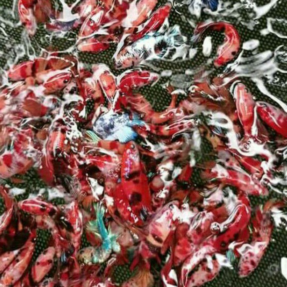 

ikan cupang koi galaxy male/jantan topgreat