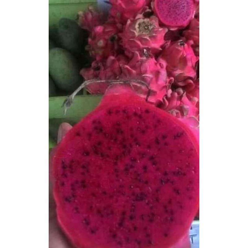 

buah naga merah super red besar manis mpasi