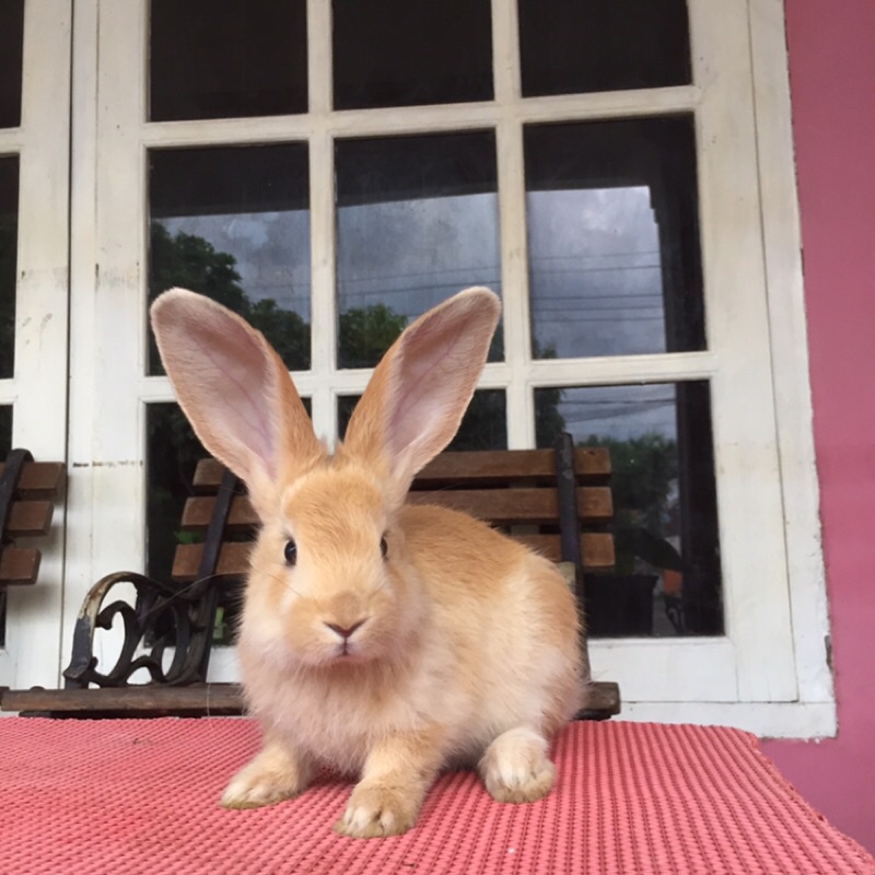 kelinci flemish giant jantan 2