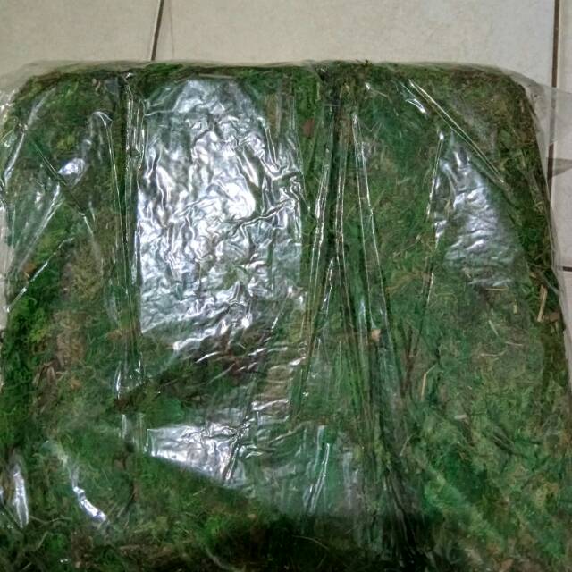 Lumut Artificial / Lumut Kering / Lumut / Rumput Palsu