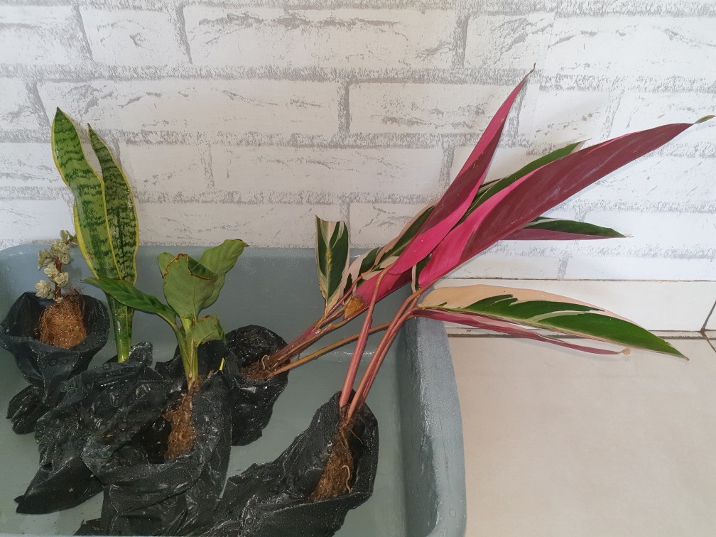 Tanaman Hias Lidah Mertua