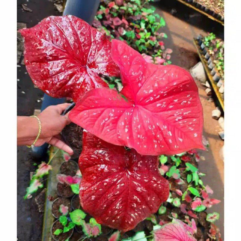 Bonggolan Bibit Umbi Tanaman hias caladium / keladi RED GUARDIAN THAILAND THE SERIES SALE