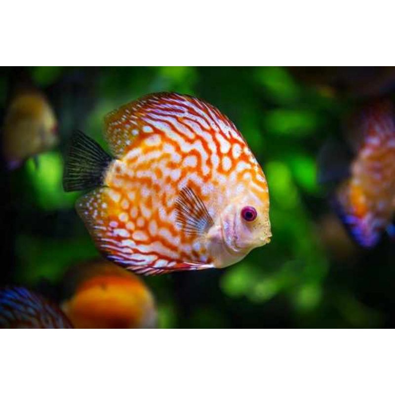 ikan discus oranda original siz 2 in