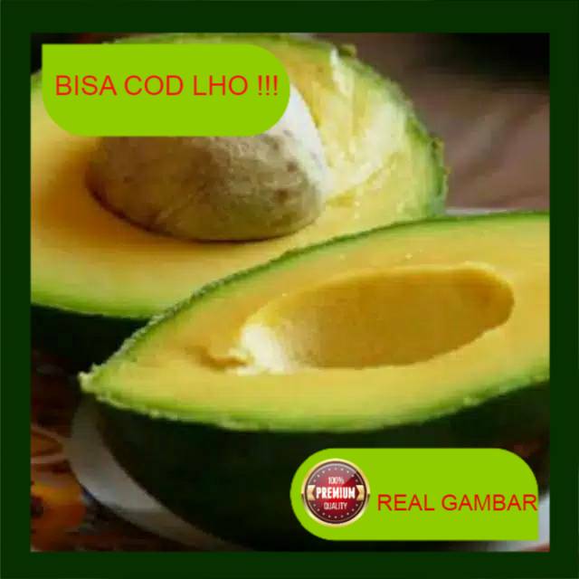 BIBIT ALPUKAT MIKI JUMBO