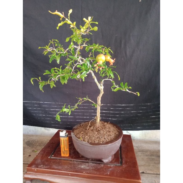 bonsai delima mikro..