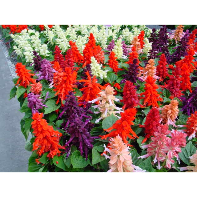 Tanaman Hias Bunga Salvia Bisa Pilih Warna