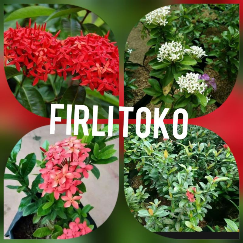 4 paket tanaman hias asoka - paket hemat tanaman hias 4 tanaman hias