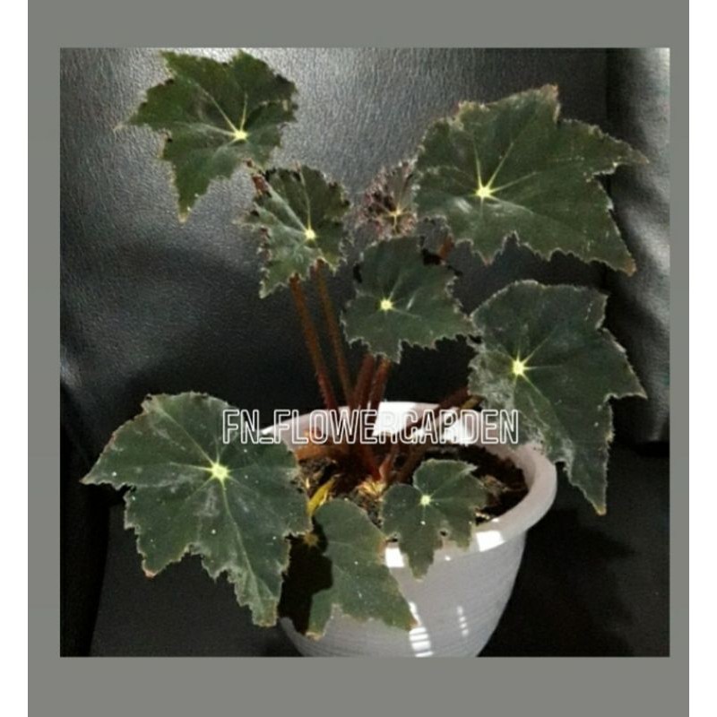 Begonia black velvet