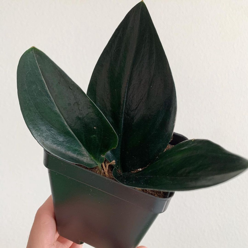 Tanaman Hias Scindapsus Trubi Black / Scindapsus Thrubi Dark From / Pohon Scindapsus