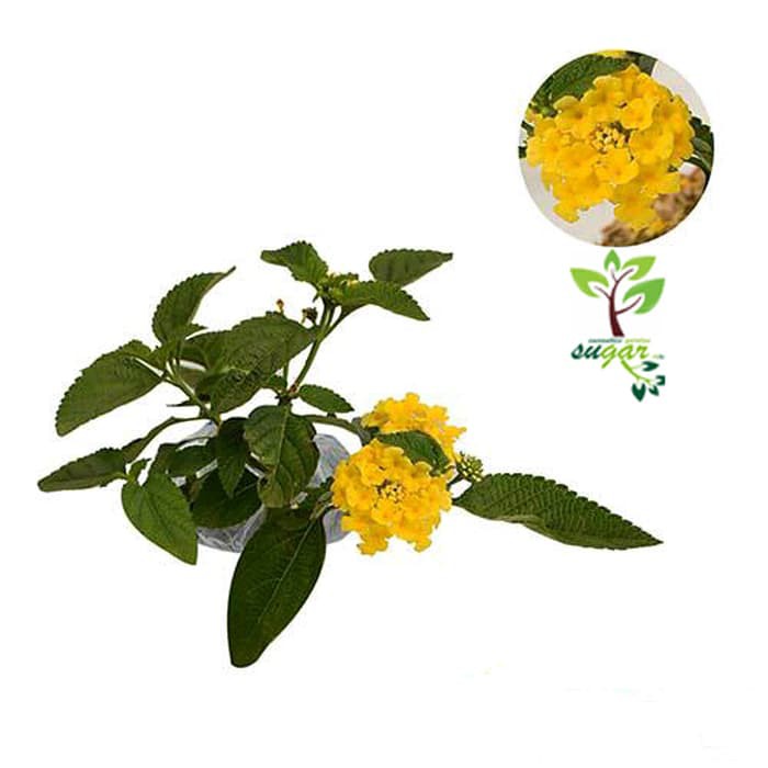 tanaman lantana kuning / tembelek an / waung
