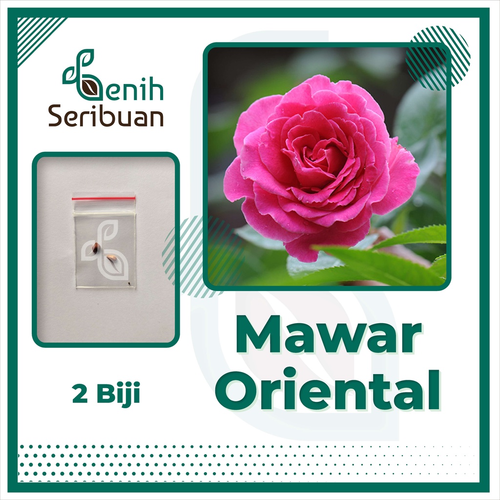 BS-BYL Bibit Bunga Benih Tanaman Bunga Hias Matahari Mawar Aster Vinca Krisan Telang Sunflower Krokot Lavender Marigold Zinnia-MAWAR ORIENTAL