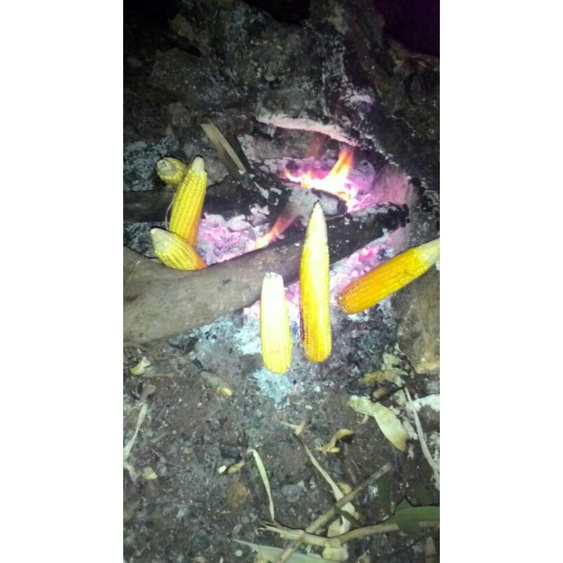 

Jagung Bakar Panas