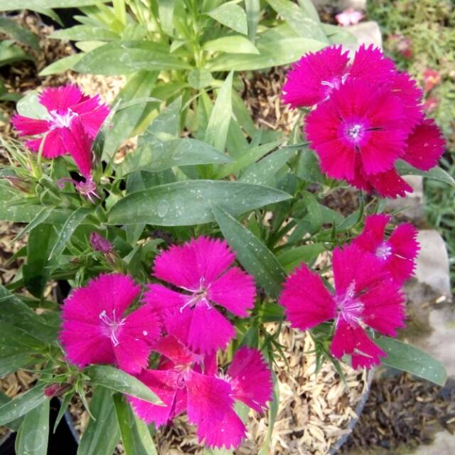 Tanaman bunga anyelir