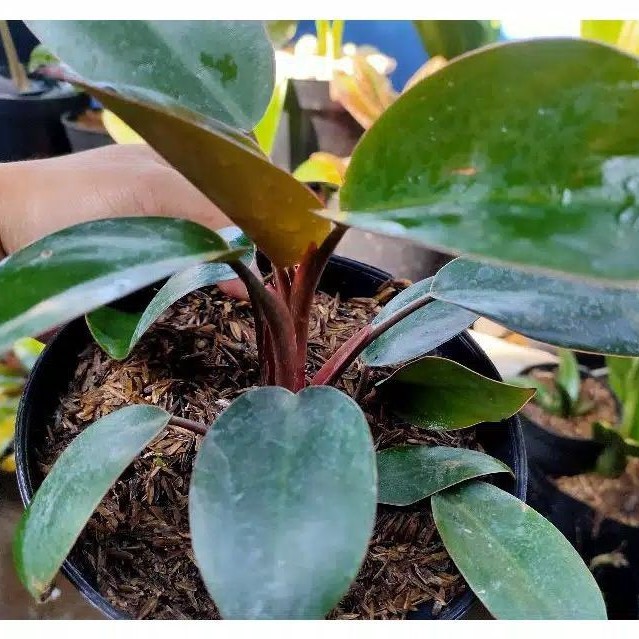 Philodenron Red congo / philo congo / Philo kongo Red