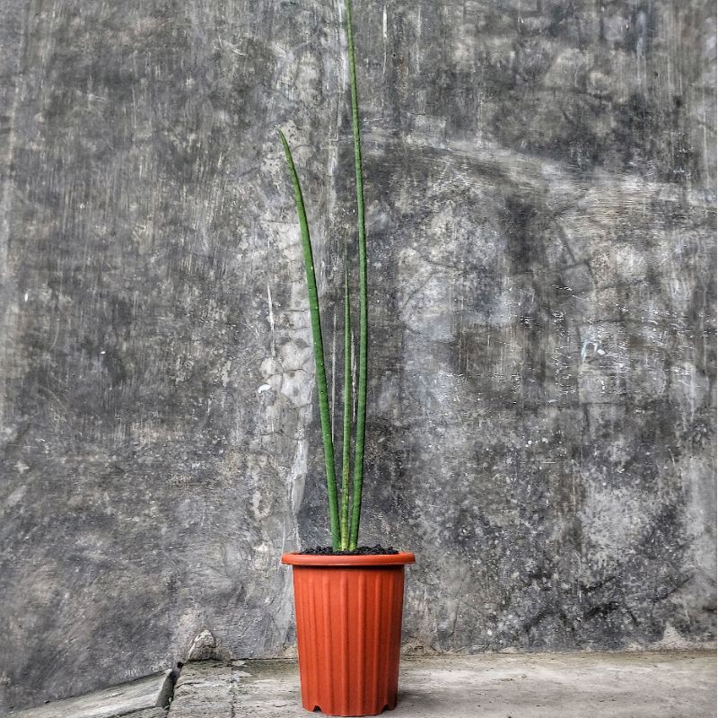 

Sansivera Pensil dewasa