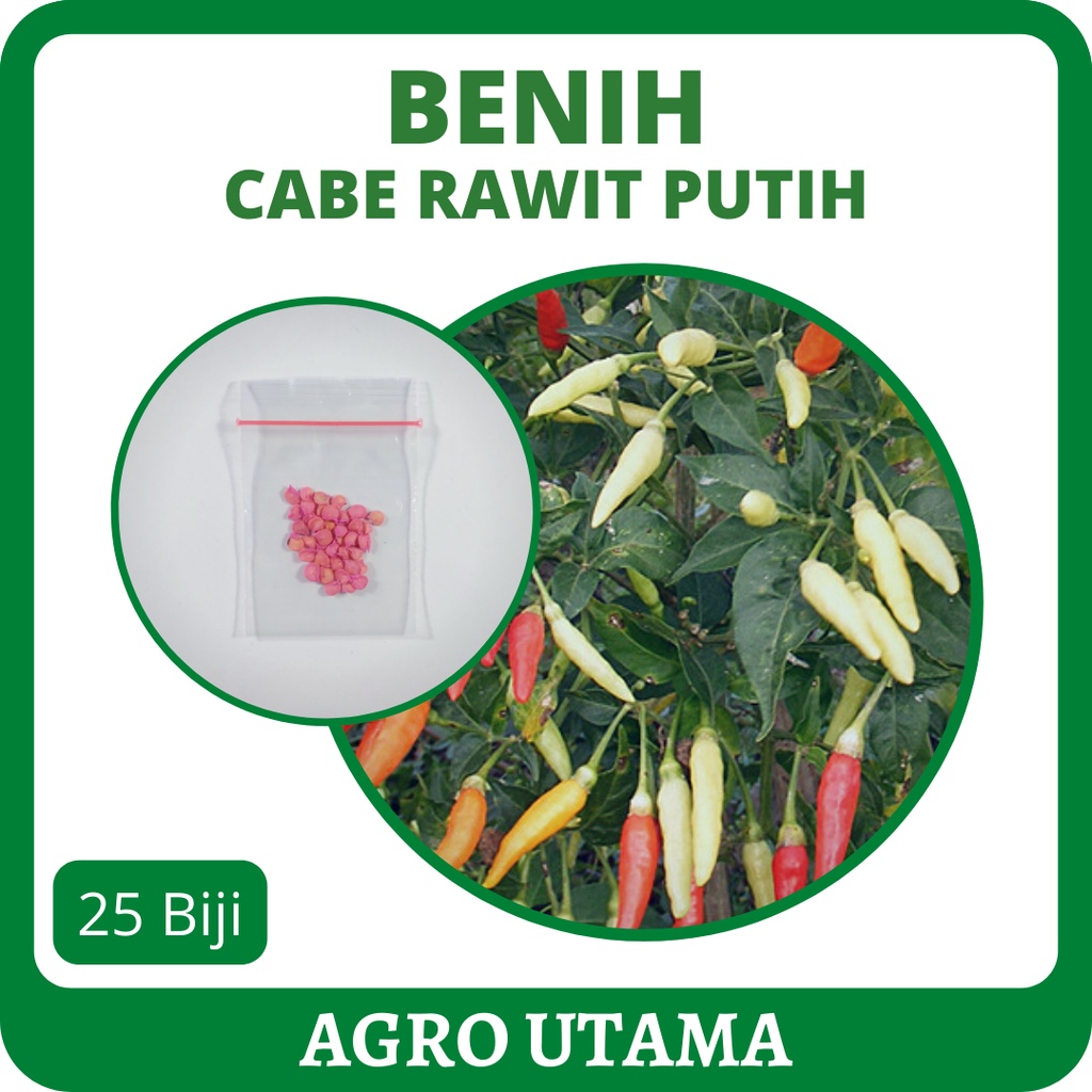 25 Benih Cabe Rawit Putih Unggul