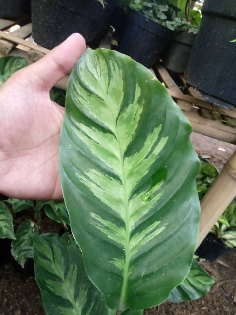 Tanaman hias calathea intratuin