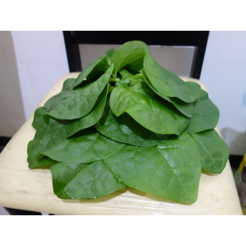 

Daun Binahong Segar (Obat Herbal)