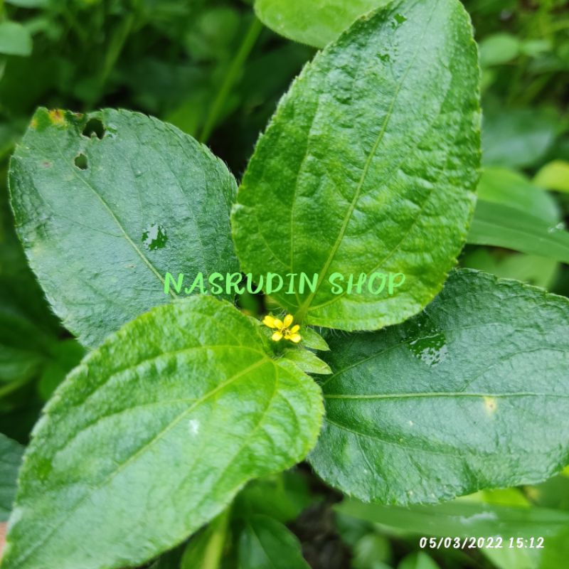 

[Fresh] DAUN JOTANG KUDA BABADOTAN GLETANG WARAK SEGAR