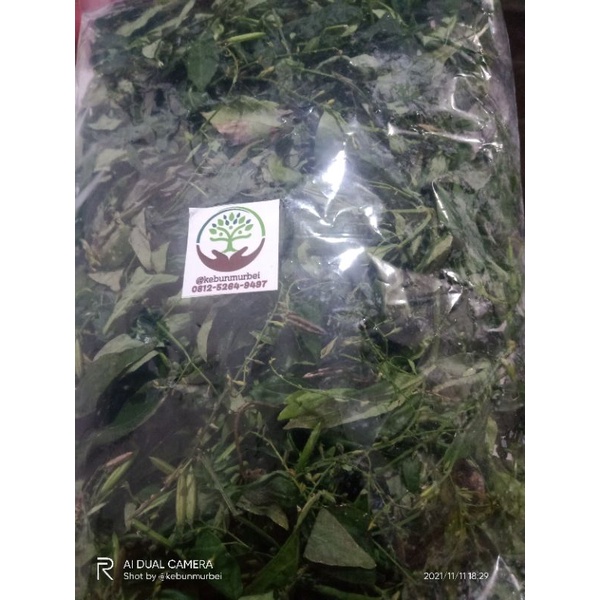 

Daun Sambiroto segar