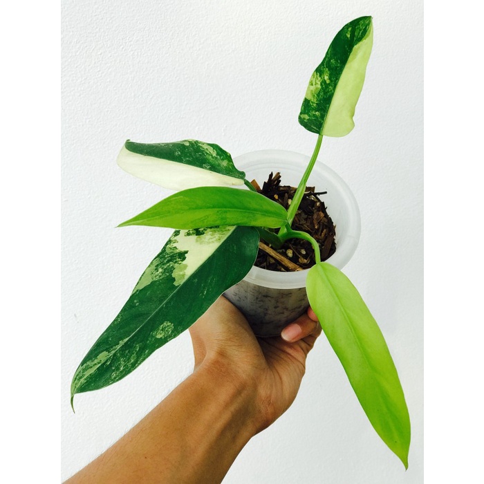 philodendron domesticum variegata