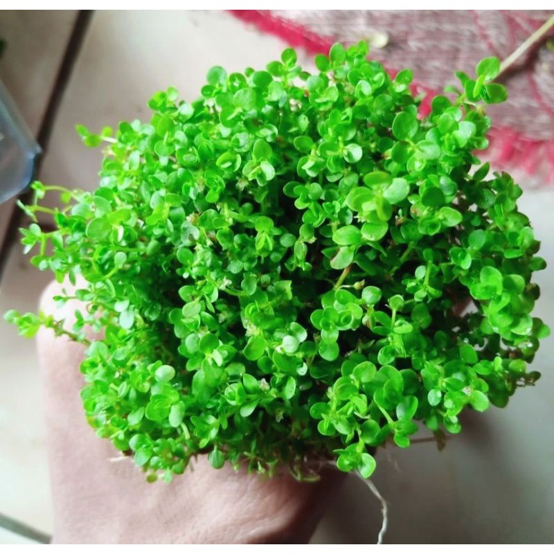 karpet Monte Carlo tanaman aquascape