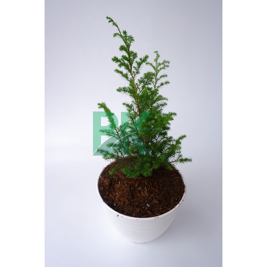 Cemara embun  (Dacrycarpus imbricatus)- Bibit cemara embun halus - BAKUL KEMBANG