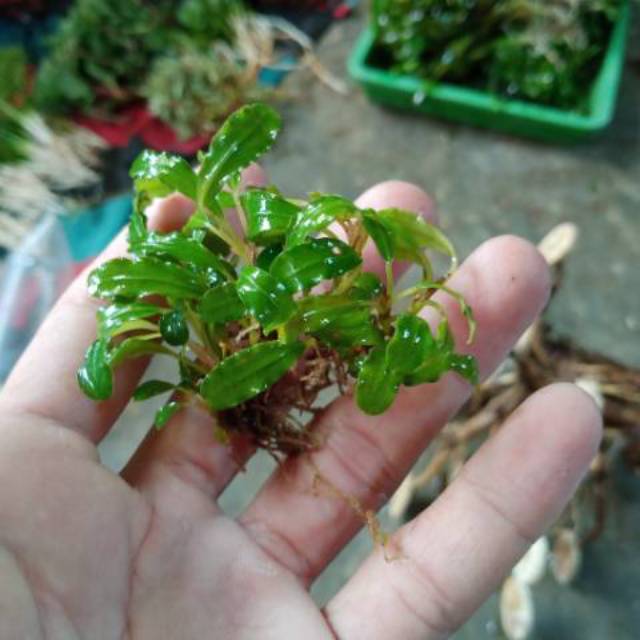 Buce palanda tanaman aquascape