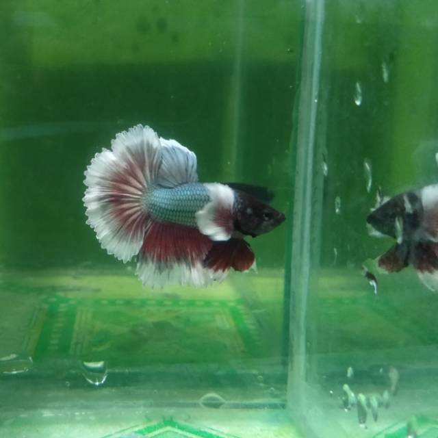 BETTA / CUPANG  DUMBO EAR / SIRIP GAJAH MALE