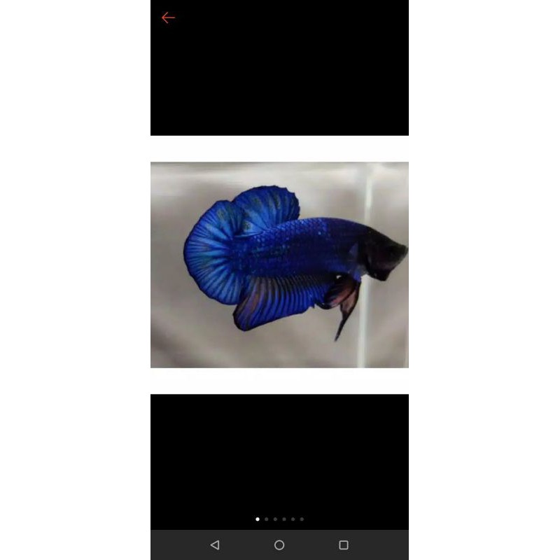 

ikan cupang/betta besgel/nemo