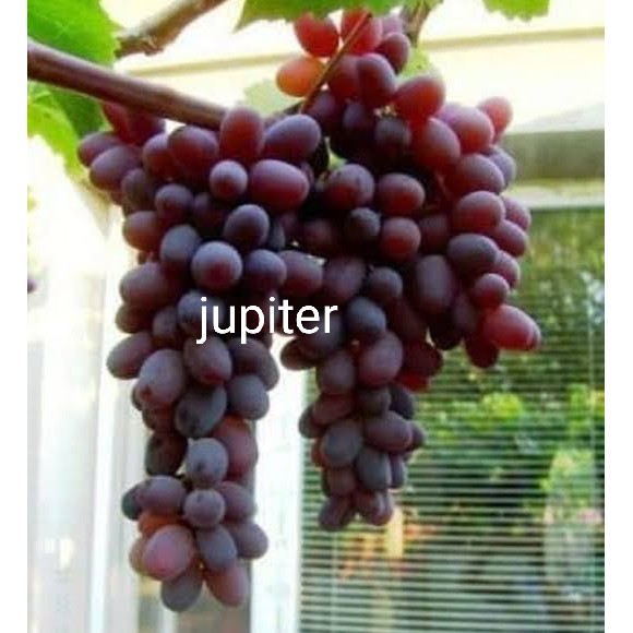 bibit anggur jupiter asli