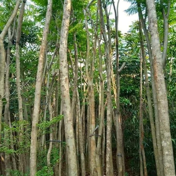 tanaman pelindung flamboyan - pohon flamboyan bunga kuning orange