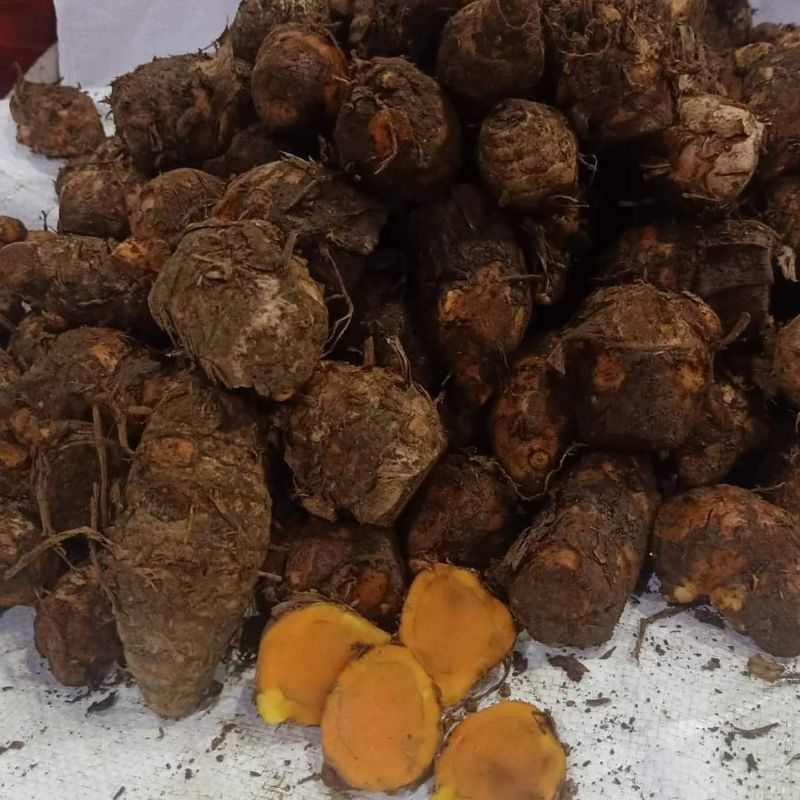 

Biang kunyit