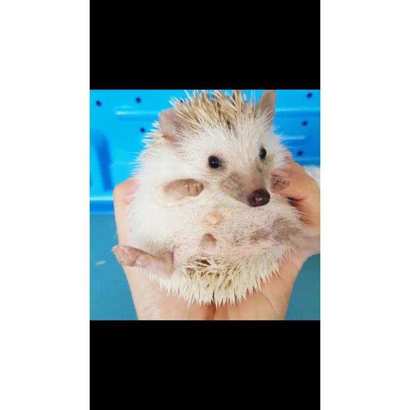 Landak Mini albino cinnamon brown grey