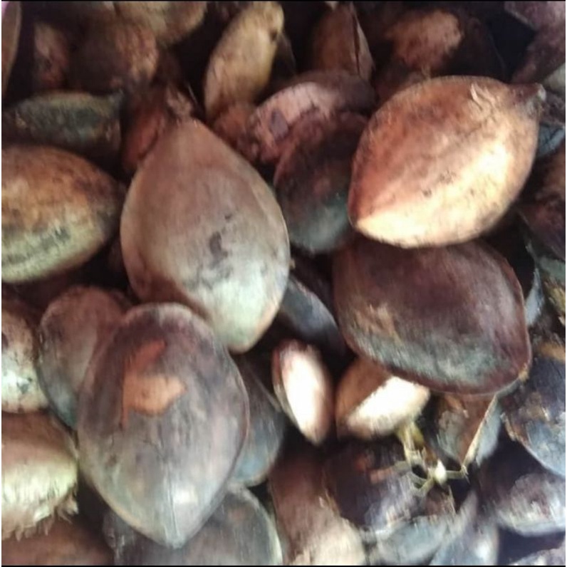 Jual Buah Ketapang Kering Per 1 Kg Shopee Indonesia