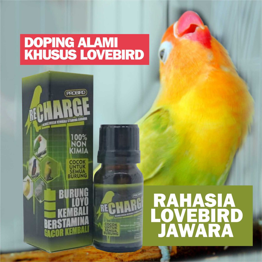 430+ Gambar Sketsa Burung Lovebird Ngekek Gratis Terbaik