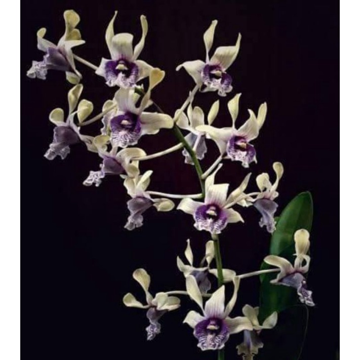 jual anggrek dendro edfrans charming