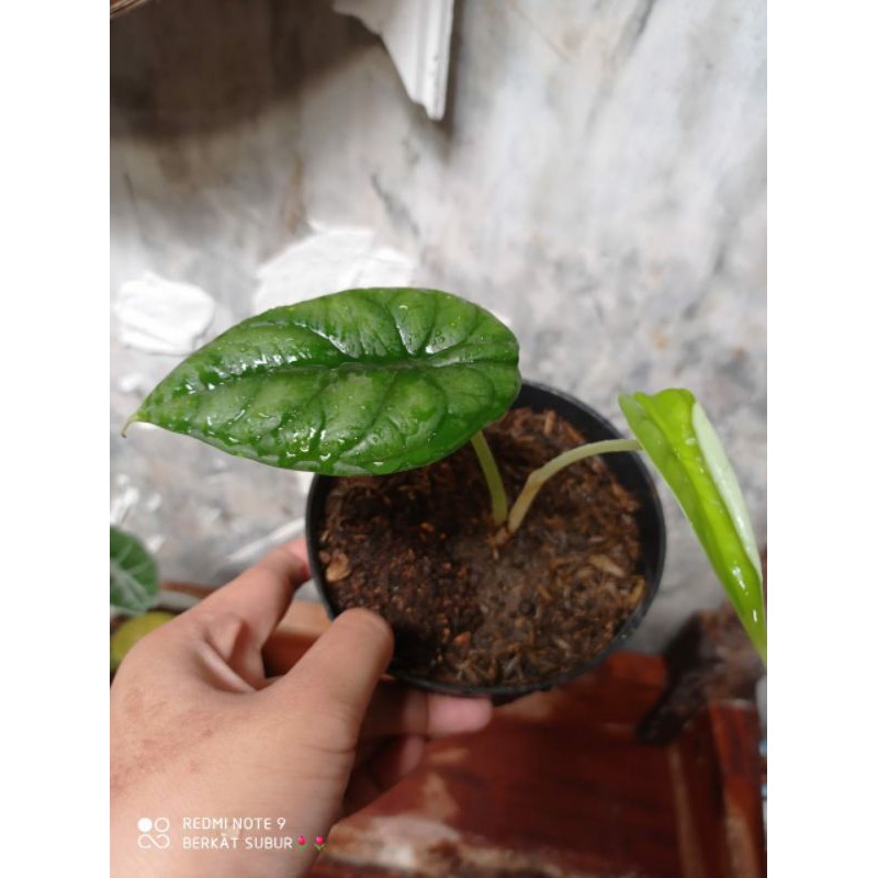 alocasia tengkorak hijau