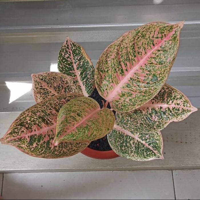 aglonema shinta Bibit/Bonggol Tanaman Hias