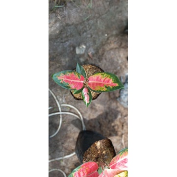 aglonema kochin hybrid