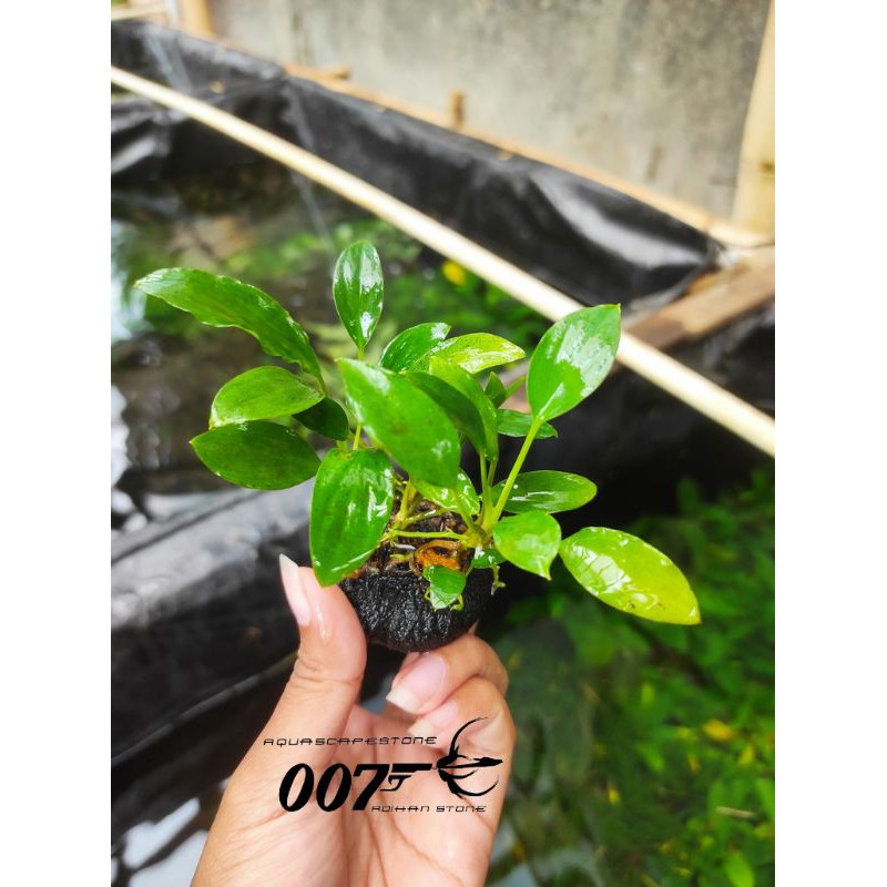 anubias sp wabikusa tanaman aquascape
