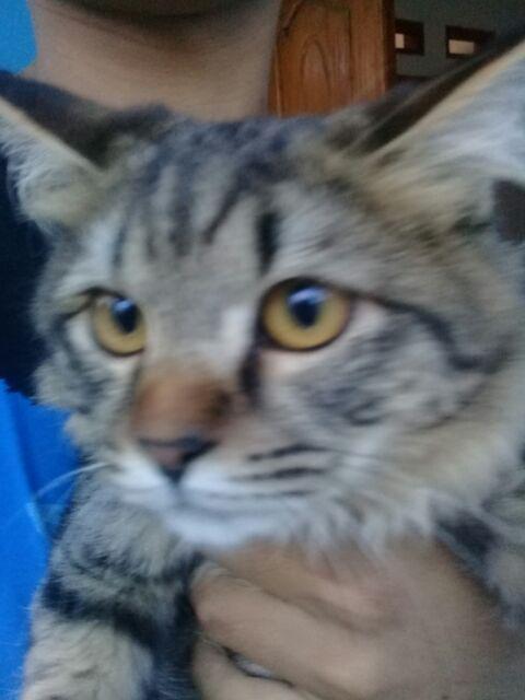 Kunci Obeng 1/4 Bentuk L Hex Socket Aneka Mata Sekrup