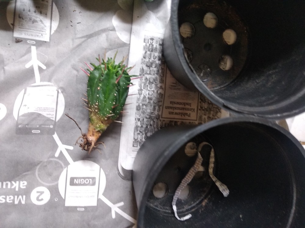 Kaktus Suculent