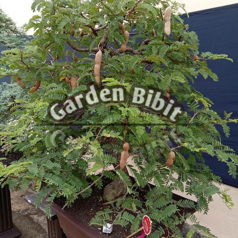 bibit  asem jawa / asam jawa tanaman asam jawa