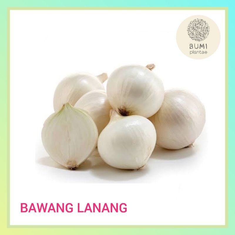 

Rempah Bawang Lanang Bawang Tunggal 50 gram