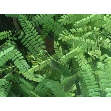 

DAUN SAGA SEGAR DAUN SOGO HERBAL SARIAWAN AMANDEL ATAU DAUN SAGA SEGAR DAUN SOGO HERBAL SARIAWAN