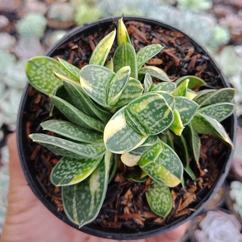 Sukulen Sekulen Gasteria Puji Mini Varigata Cluster - Sukulen Bandung