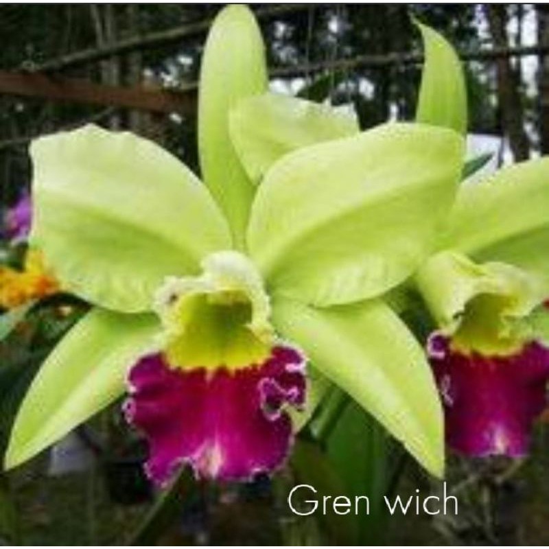 anggrek catleya hibrid dewasa